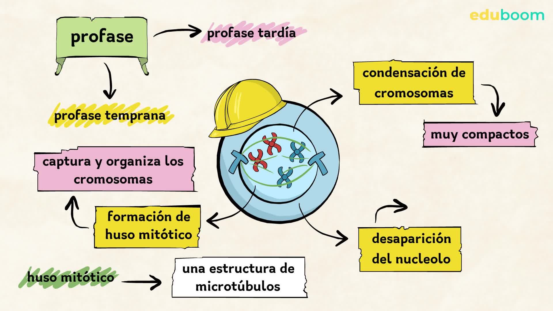División celular. Mitosis. Biologia 4 secundaria